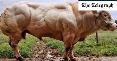 x bree tv|British cows could be replaced with 'double.